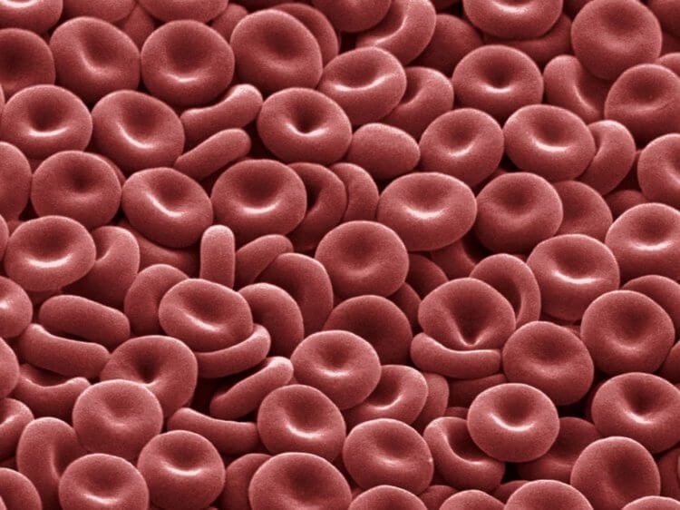 Всё о группах крови человека: чем они различаются и почему их нельзя смешивать?