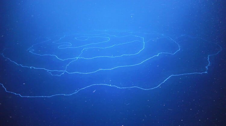 Учёные обнаружили в водах Австралии самое длинное животное в мире