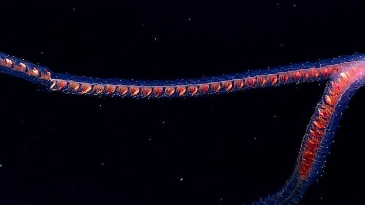Учёные обнаружили в водах Австралии самое длинное животное в мире