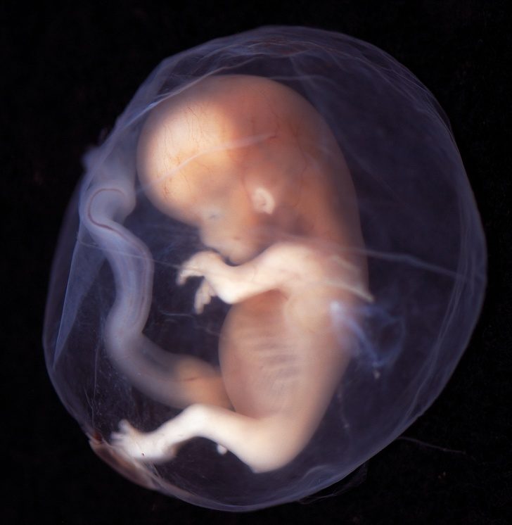 8 потрясающих фактов о беременности и родах