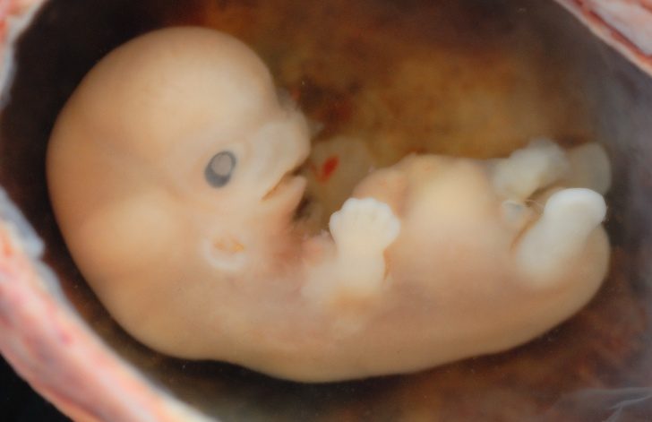 8 потрясающих фактов о беременности и родах