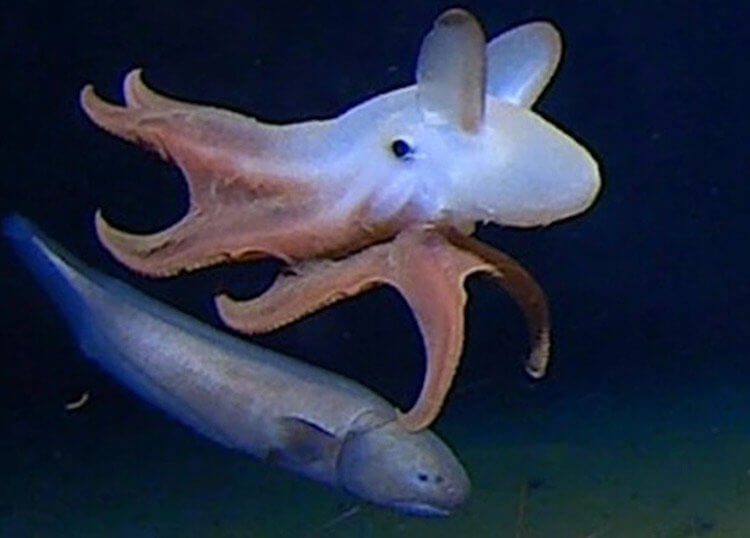 Чем озадачил учёных самый глубоководный осьминог?