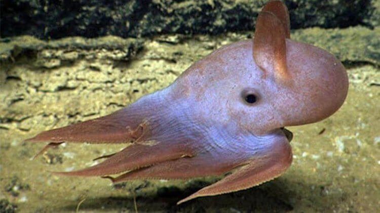 Чем озадачил учёных самый глубоководный осьминог?