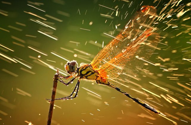 Вопрос на засыпку: почему насекомые не погибают от капель дождя