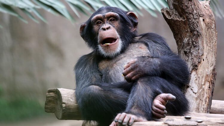 Вопрос на засыпку: зачем обезьянам нужна кость посреди сердца?