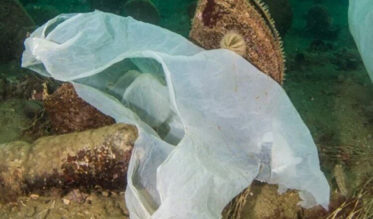 We Killed the World: что происходит с пластиком, который попадает в воду