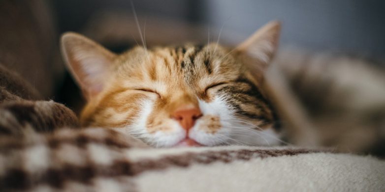 10 научно обоснованных причин завести дома котика