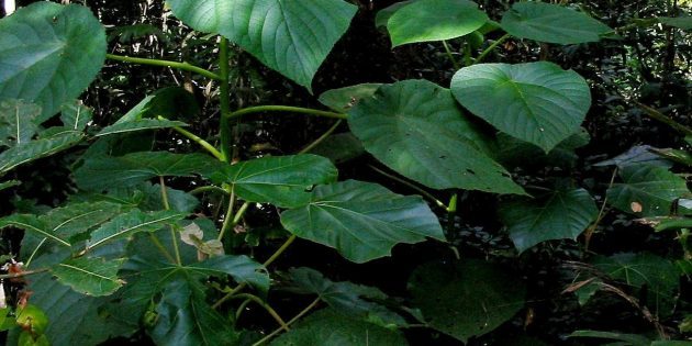 9 самых удивительных растений планеты Земля