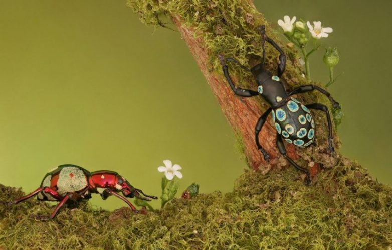 Гипнотизирующие макроснимки насекомых, после которых начинает казаться, что эти существа с другой планеты