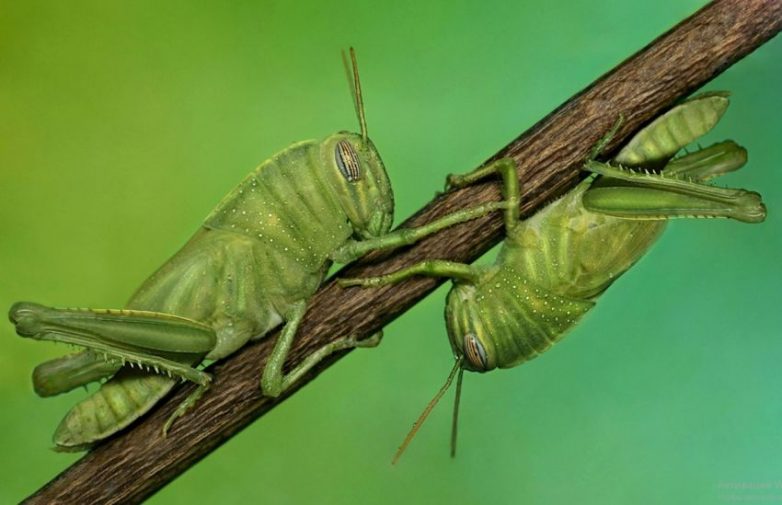 Гипнотизирующие макроснимки насекомых, после которых начинает казаться, что эти существа с другой планеты