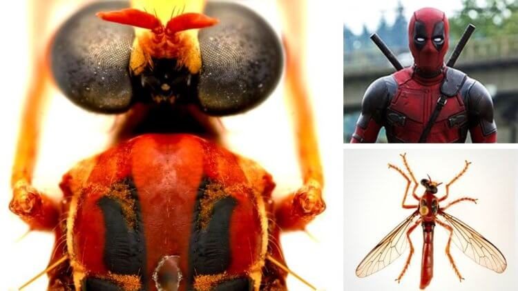 Новых насекомых называют в честь героев вселенной Marvel