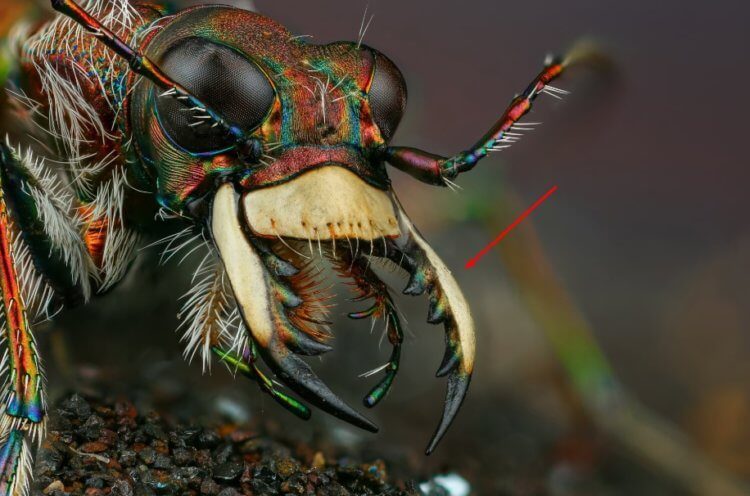 Интересное об «адских муравьях»