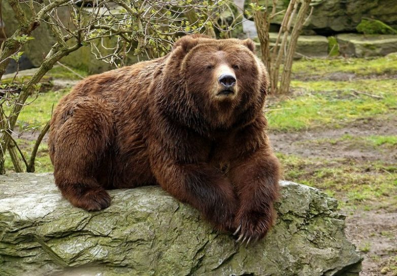 Медведи крупные и не очень