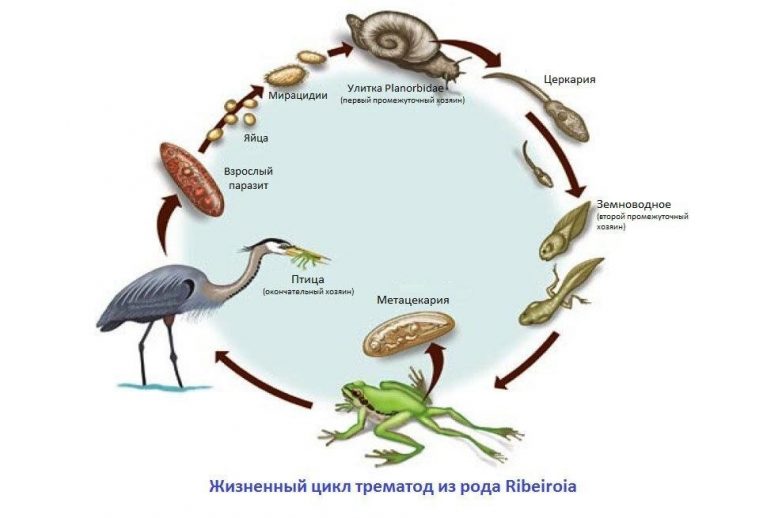 Не для слабонервных: Ribeiroia — паразит, из-за которого у животных вырастают дополнительные конечности