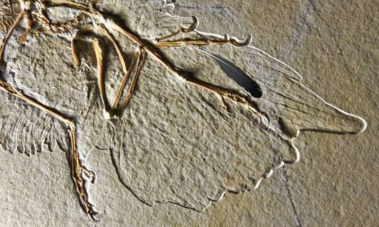 Загадочная находка палеонтологов: кому принадлежало древнее перо?