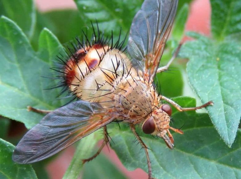 Кошмары животного царства: о непростой жизни мухи тахины