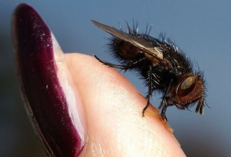 Кошмары животного царства: о непростой жизни мухи тахины