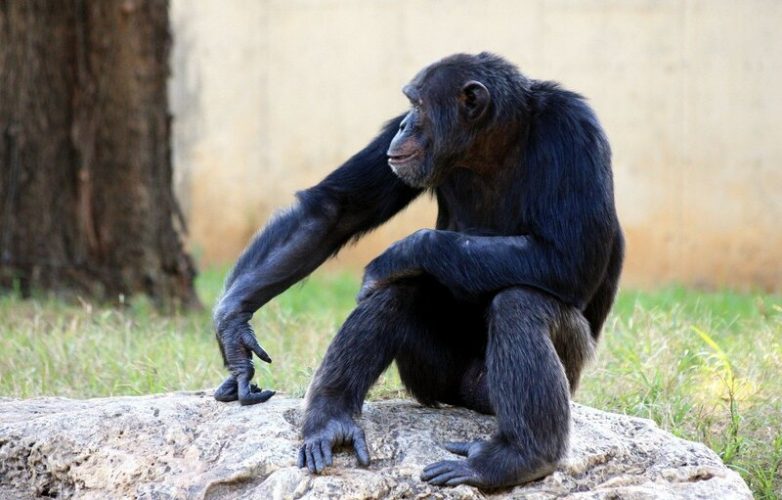 Можно ли превратить шимпанзе в человека и если да, то как?