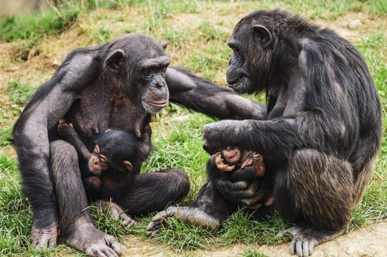 Можно ли превратить шимпанзе в человека и если да, то как?