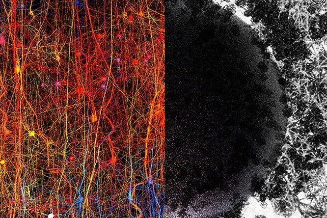 Как работает наш мозг и сколько измерений в нём существует