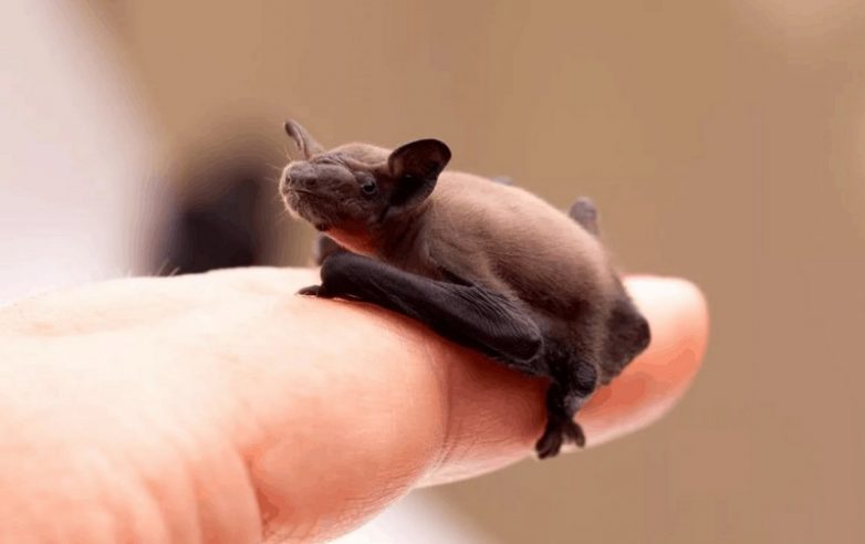 Маленькие, но иногда удаленькие: самые миниатюрные животные планеты