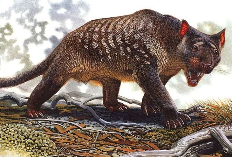 Таких сейчас не делают: гигантские животные Австралии, которые населяли континент в прошлом