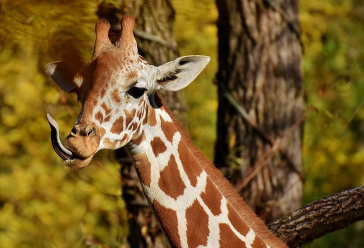 9 фактов о животных, которые удивят даже многих зоологов
