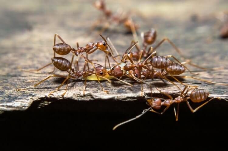 Как муравьям удаётся порабощать другие виды