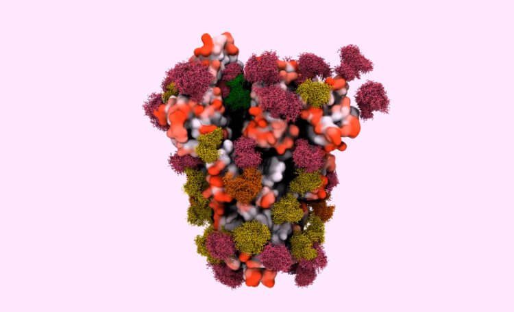 Что такое спайковый белок и зачем он нужен вирусам