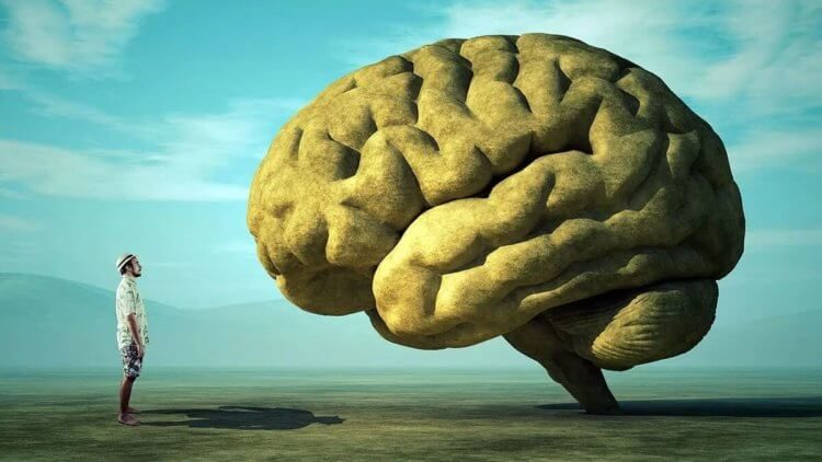 Учёные объяснили, почему мозг у человека крупнее, чем у обезьян