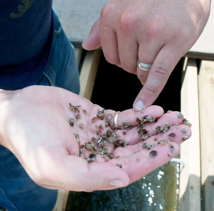Как устроены фермы по выращиванию моллюсков