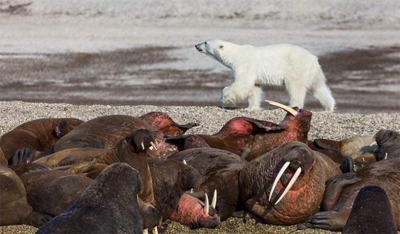 Факты о косолапых обитателях Арктики