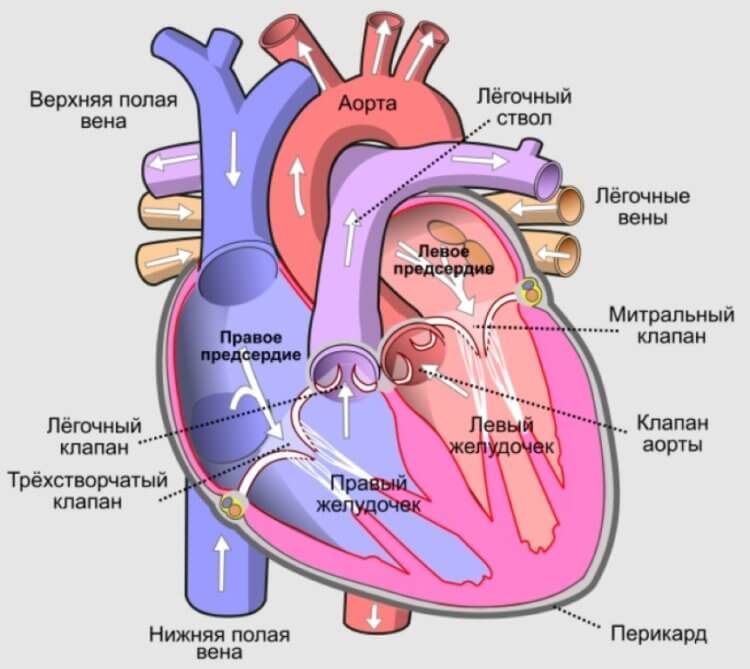 Ты теперь не так уж будешь биться: как работает искусственное сердце