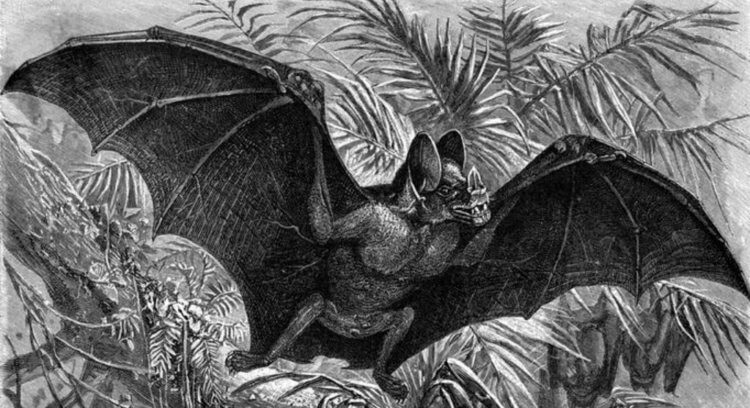 Палеонтологи обнаружили останки гигантской летучей мыши — вампира