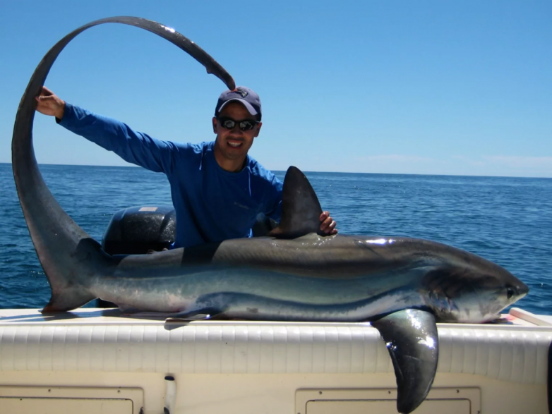Лисья акула: смертоносная рыба-миляга