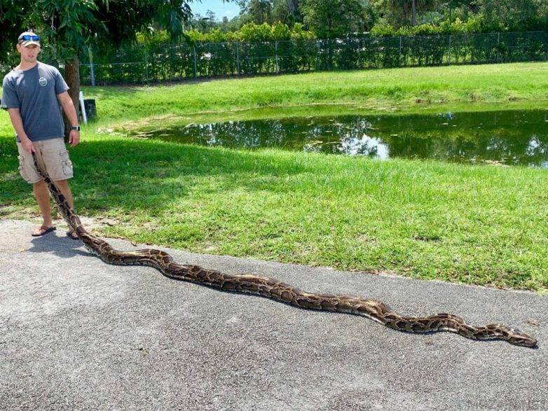 Самые длинные змеи разных видов