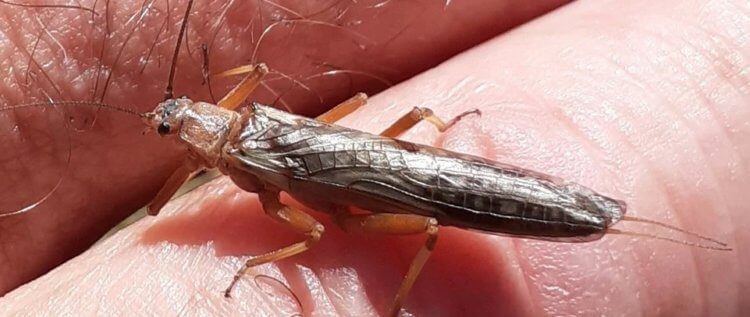 Новозеландские насекомые начали быстро эволюционировать — в чём причина и почему это опасно?