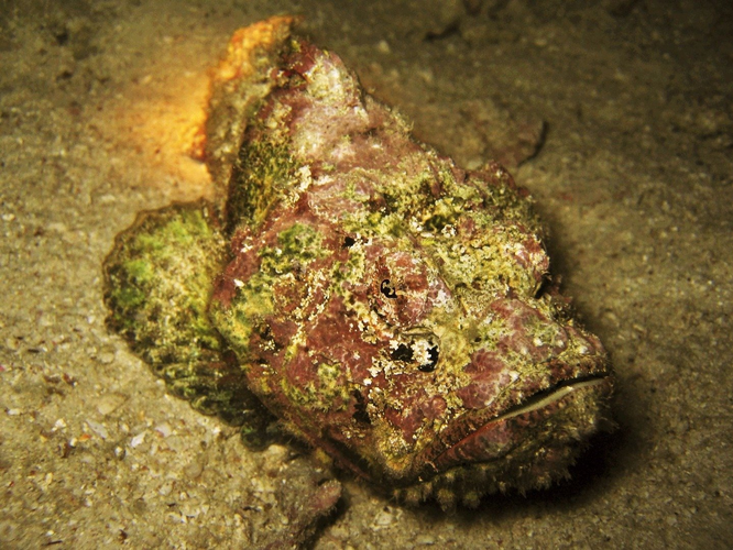 10 самых опасных обитателей морских глубин