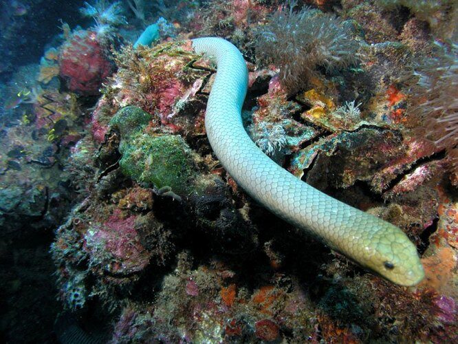 10 самых опасных обитателей морских глубин