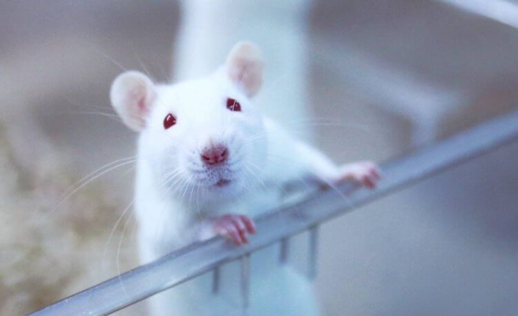 Исследователи выяснили, что депрессии подвержены даже мыши
