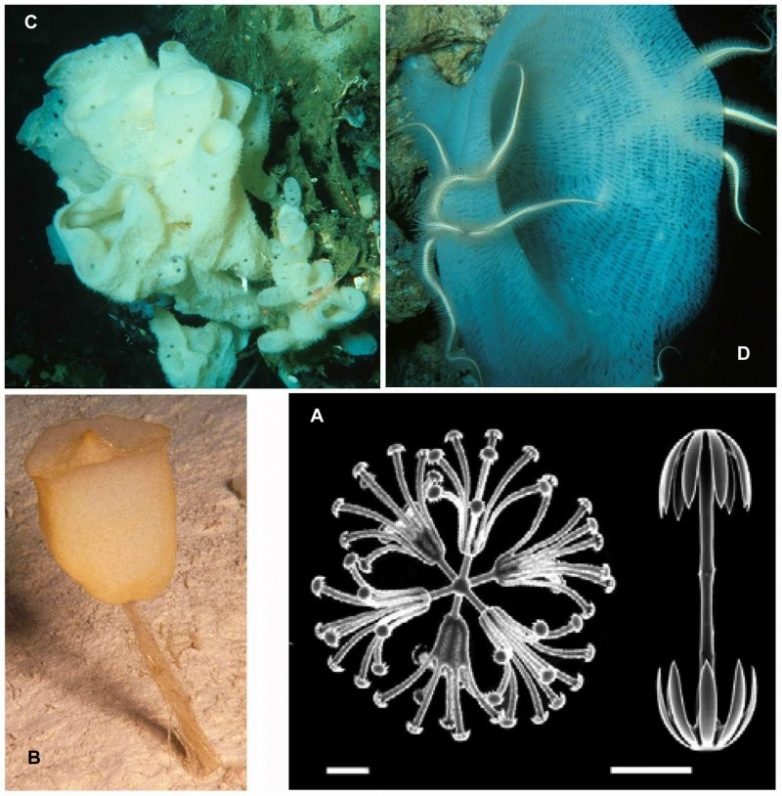 Стеклянные губки Euplectella aspergillum как источник вдохновения для биоинженеров