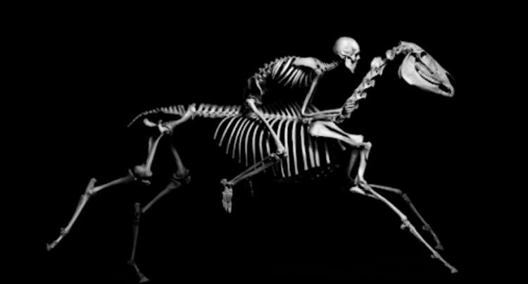 4 типа скелетов, которые существуют в живой природе