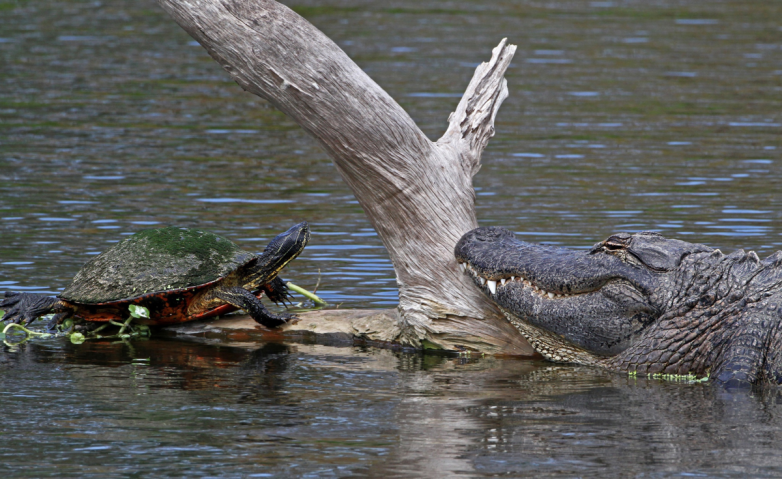 Кукушки от мира рептилий: зачем черепахи подкладывают свои яйца в крокодильи гнёзда?