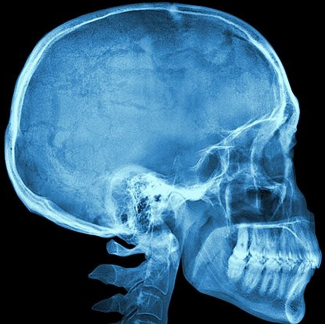 Анатомическая гармония: золотое сечение в черепе человека