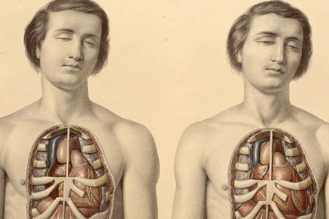 Учёные обнаружили в теле человека новый орган