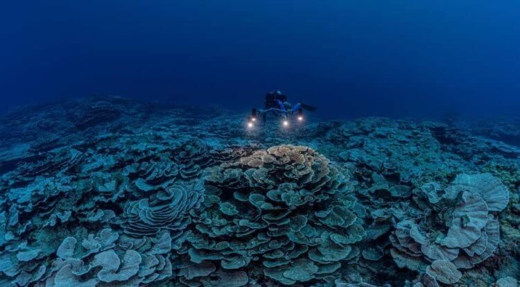 Найдены уникальные коралловые рифы, которые способны пережить климатическую катастрофу