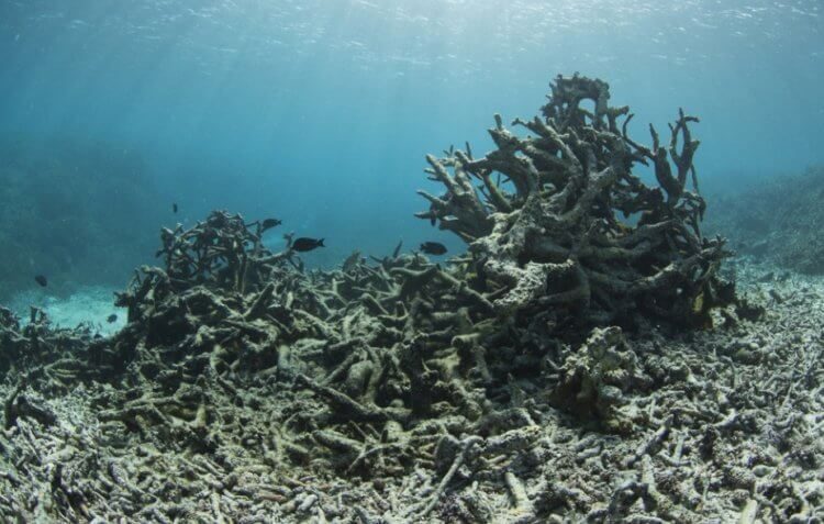 Найдены уникальные коралловые рифы, которые способны пережить климатическую катастрофу