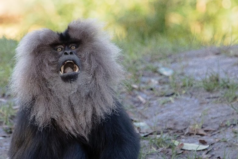 Львинохвостый макак — обезьяна, которая очень старается выглядеть как лев
