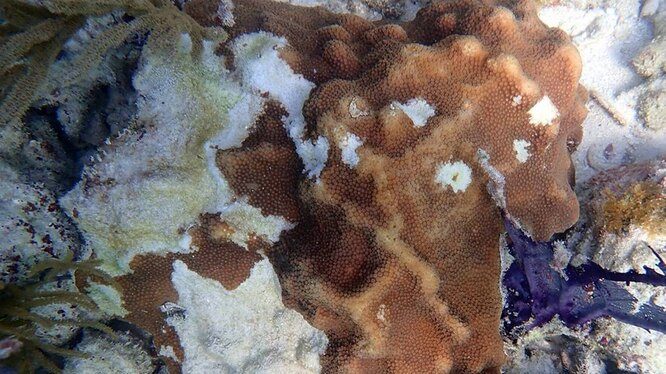 Белая чума — болезнь, убивающая кораллы