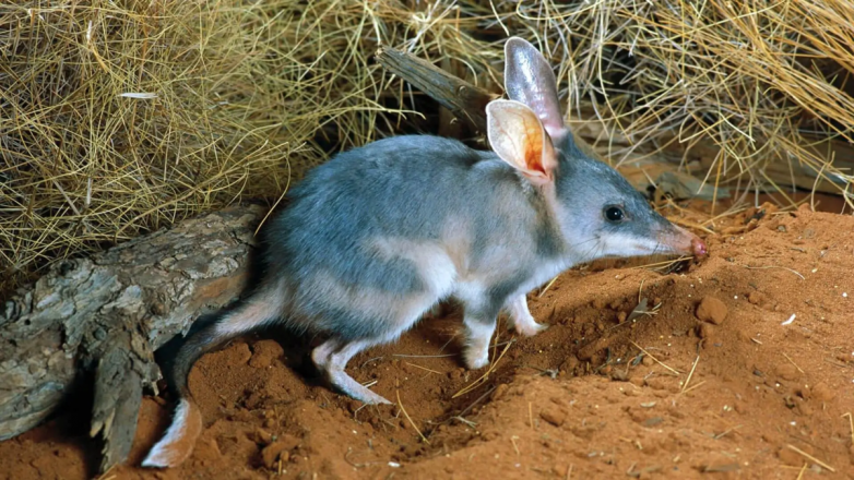 Кроличий бандикут — представитель австралийской фауны, пострадавший от «понаехавших»